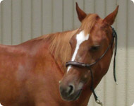 horses_prada